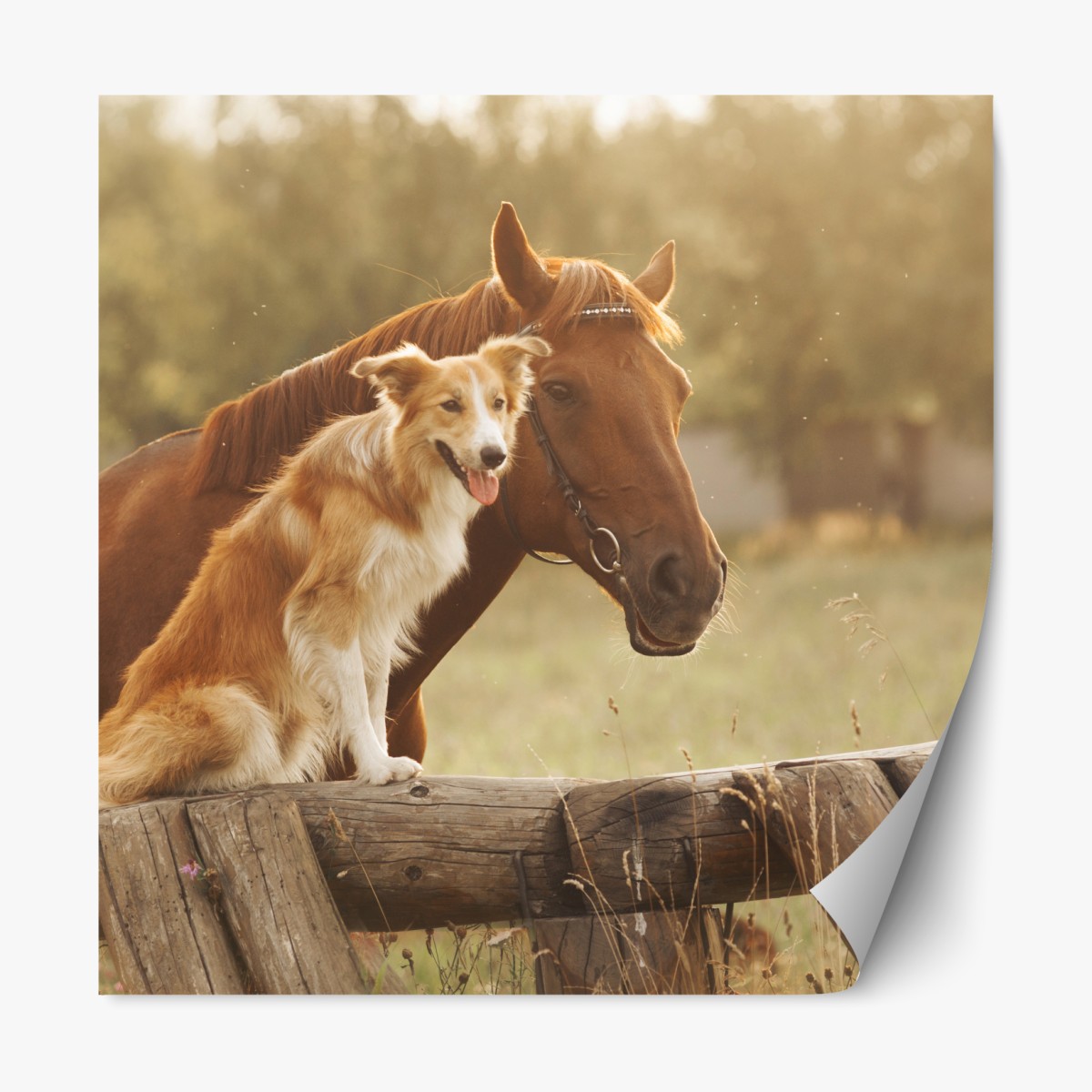 Repositionable sticker sunlit companions: dog and horse