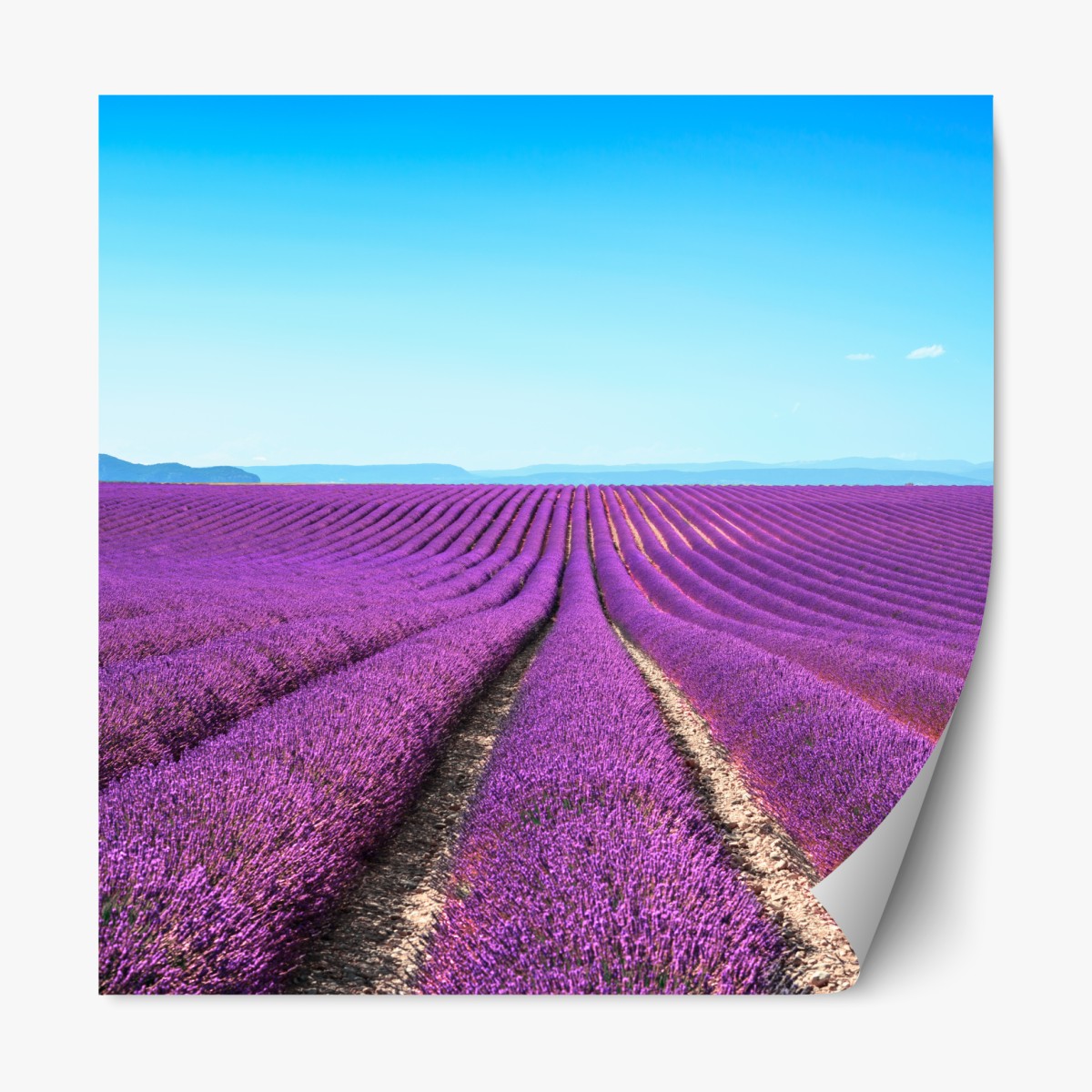 Repositionable sticker lavender fields under blue sky