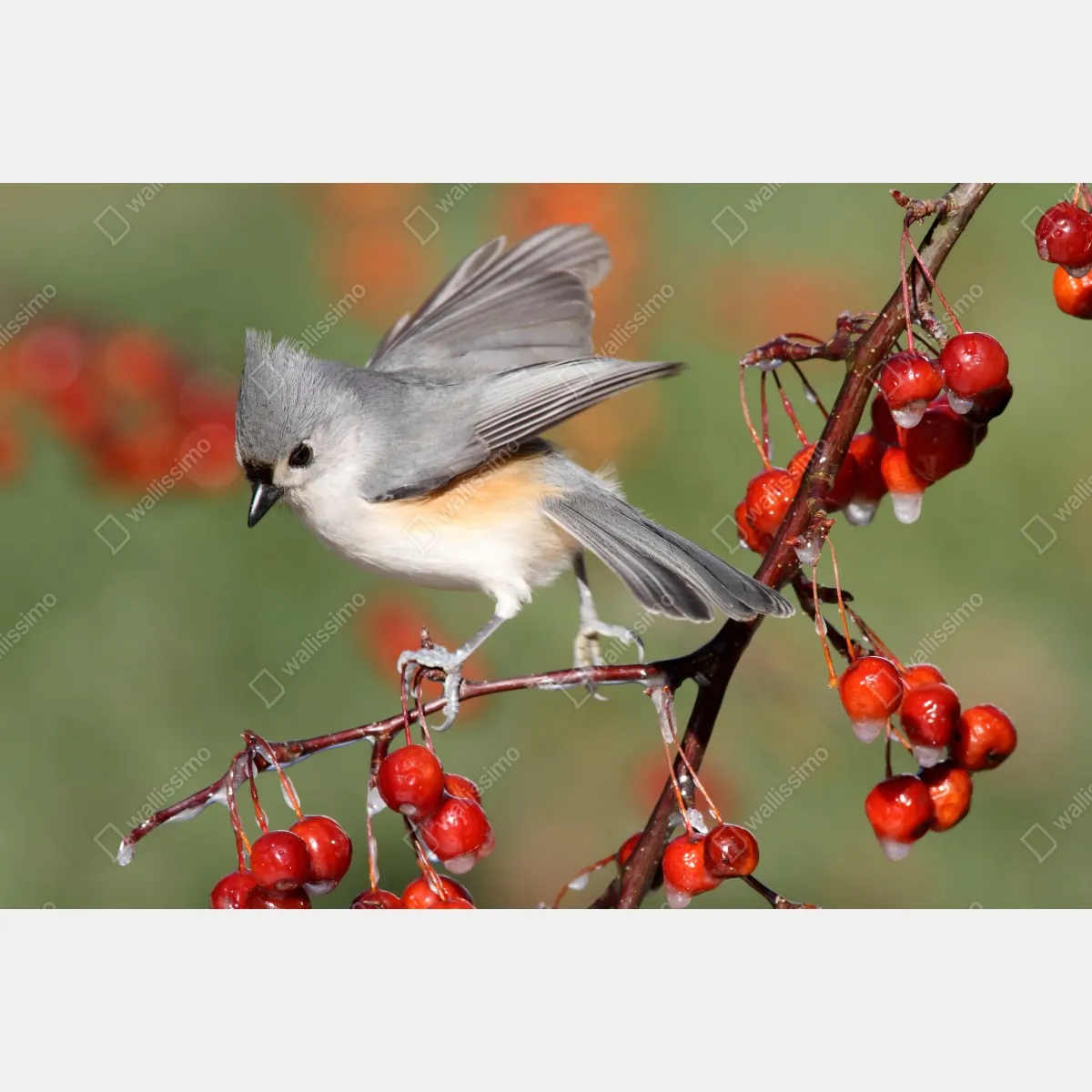 Naklejka repozycjonowalna szary ptak na czerwonych jagodach – Wallissimo® Naklejka repozycjonowalna szary ptak na czerwonych jagodach – Wallissimo®