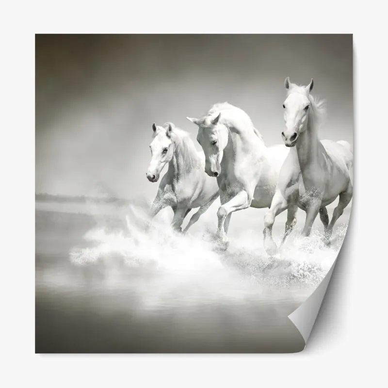 Naklejka repozycjonowalna trzy białe konie galopujące przez wodę