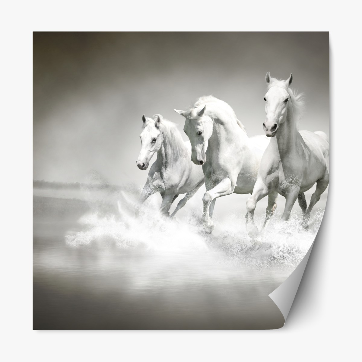Repositionable sticker three white horses running through water