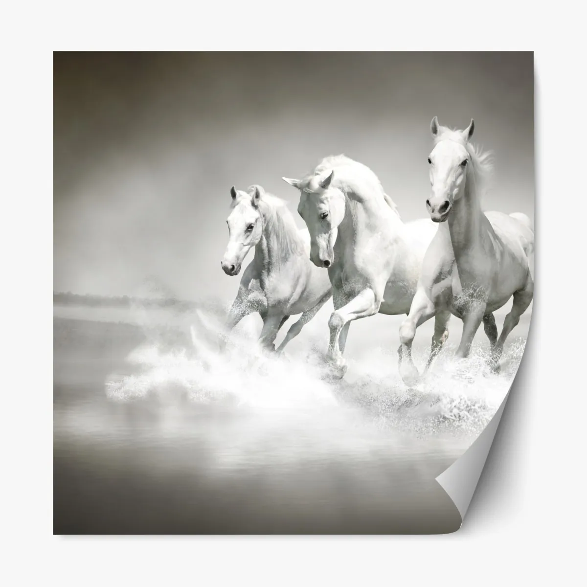 Naklejka repozycjonowalna trzy białe konie galopujące przez wodę – Wallissimo® Naklejka repozycjonowalna trzy białe konie galopujące przez wodę – Wallissimo®