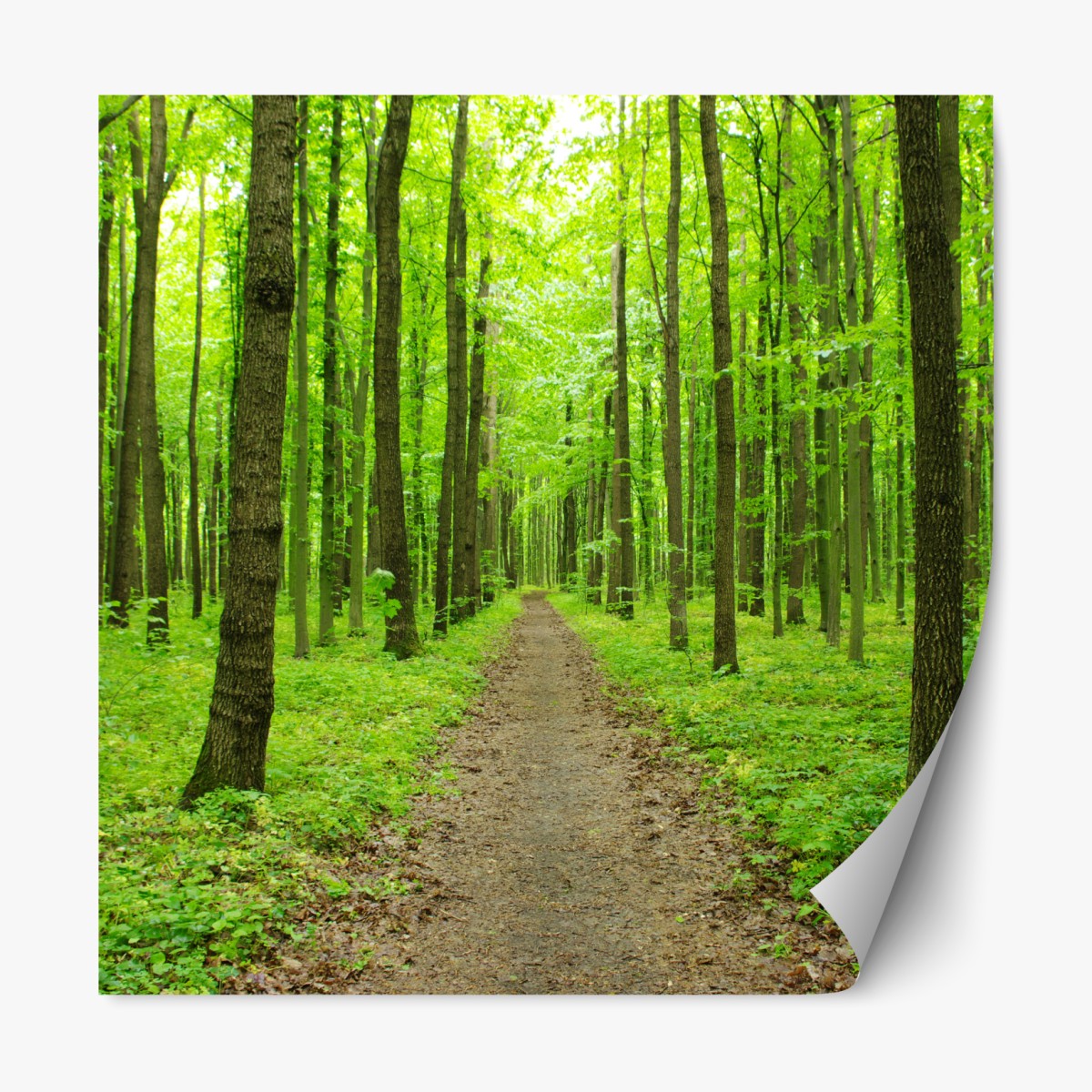 Repositionable sticker serene green forest path