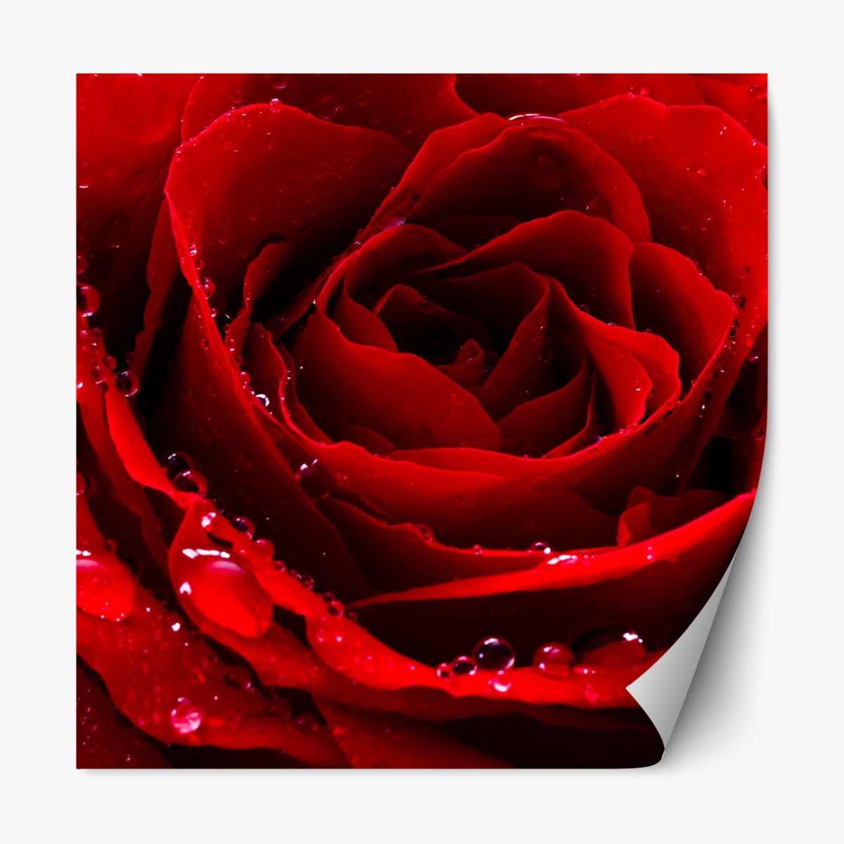 Repositionable sticker vibrant red rose close-up