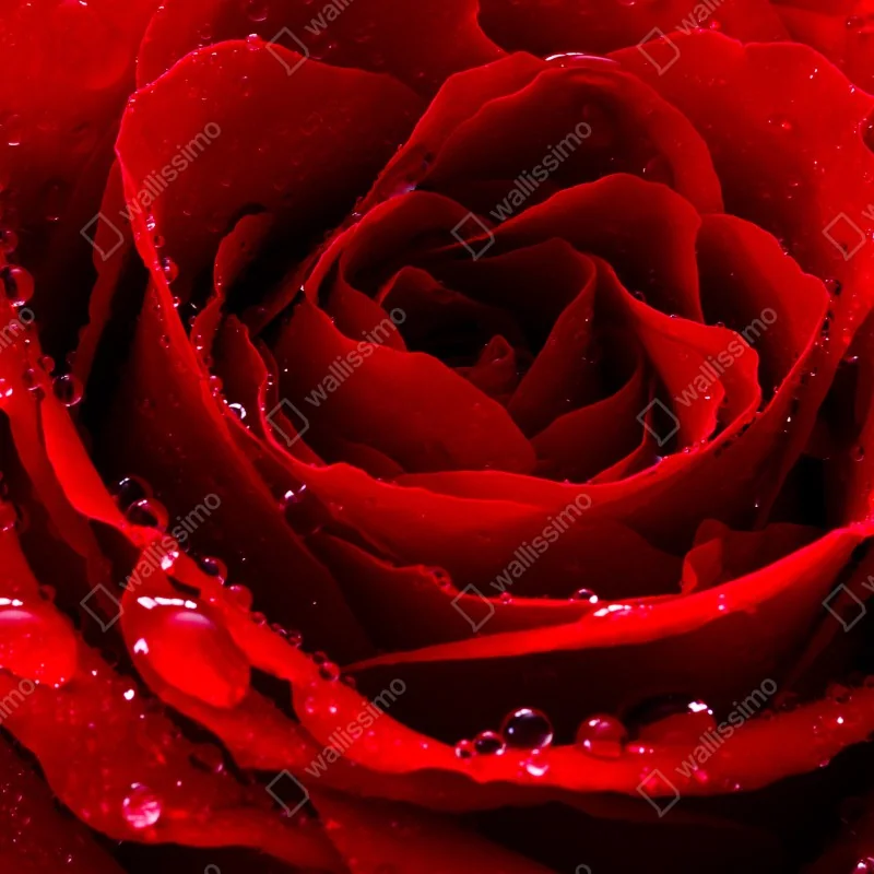 Naklejka repozycjonowalna żywa czerwona róża - zbliżenie – Wallissimo® Naklejka repozycjonowalna żywa czerwona róża - zbliżenie – Wallissimo®