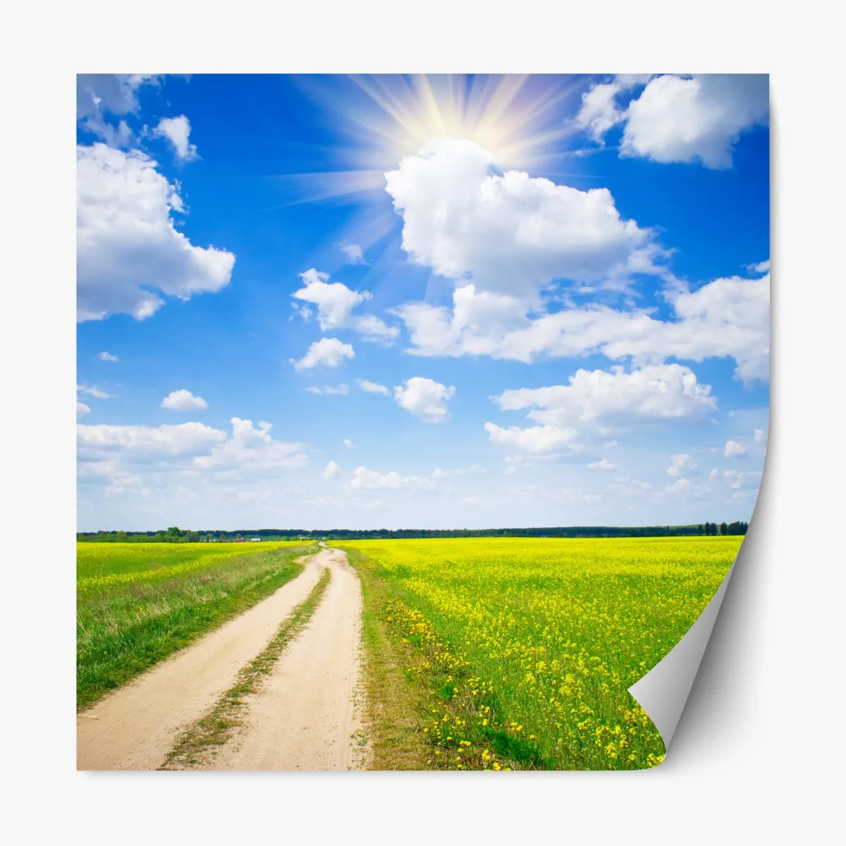 Naklejka repozycjonowalna żółte pole rzepaku pod błękitnym niebem – Wallissimo® Naklejka repozycjonowalna żółte pole rzepaku pod błękitnym niebem – Wallissimo®