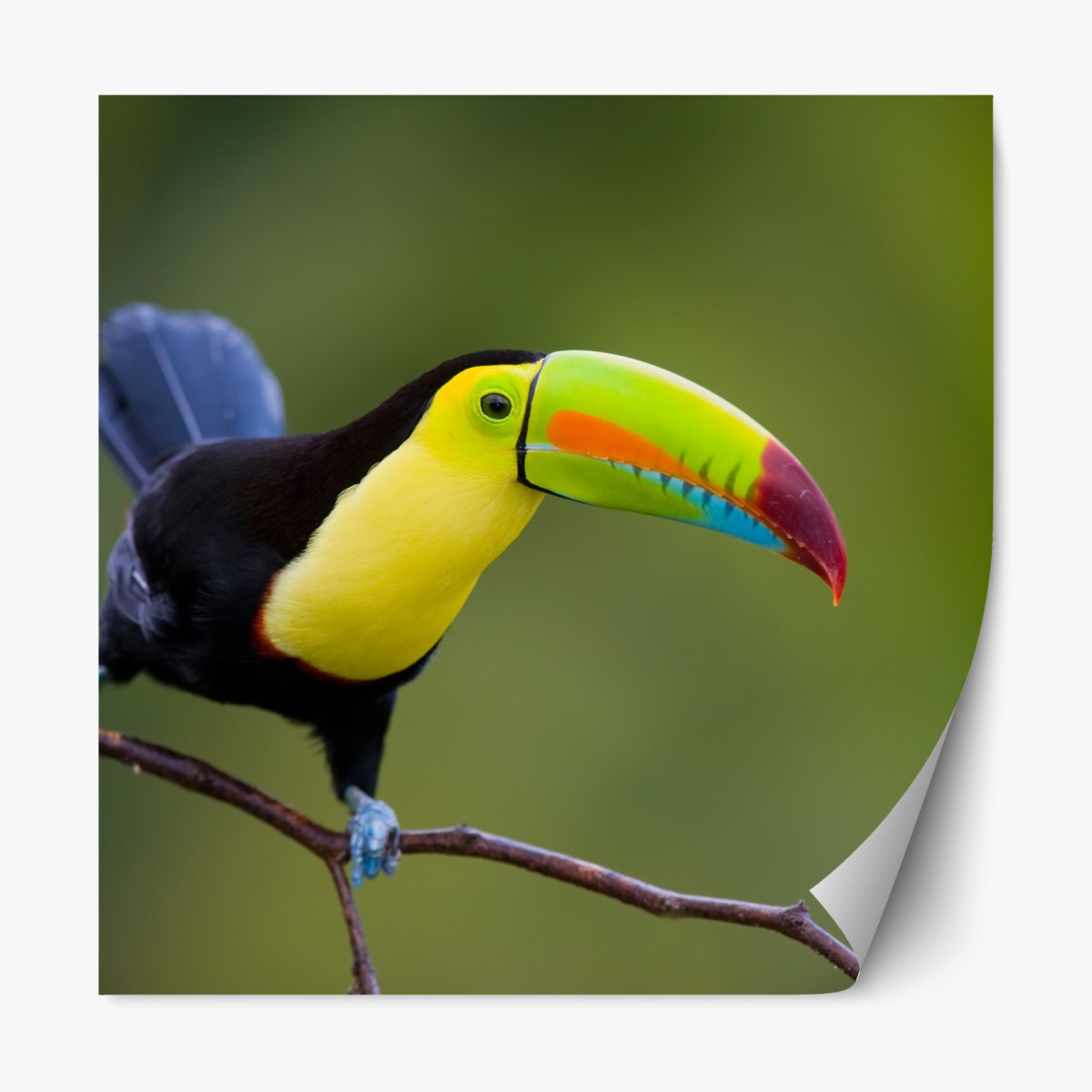 Repositionable sticker vibrant keel-billed toucan portrait