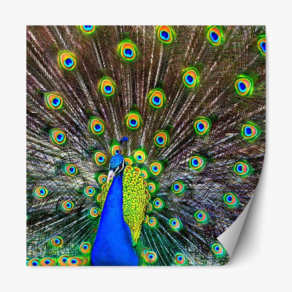 Repositionable sticker vibrant peacock feather display