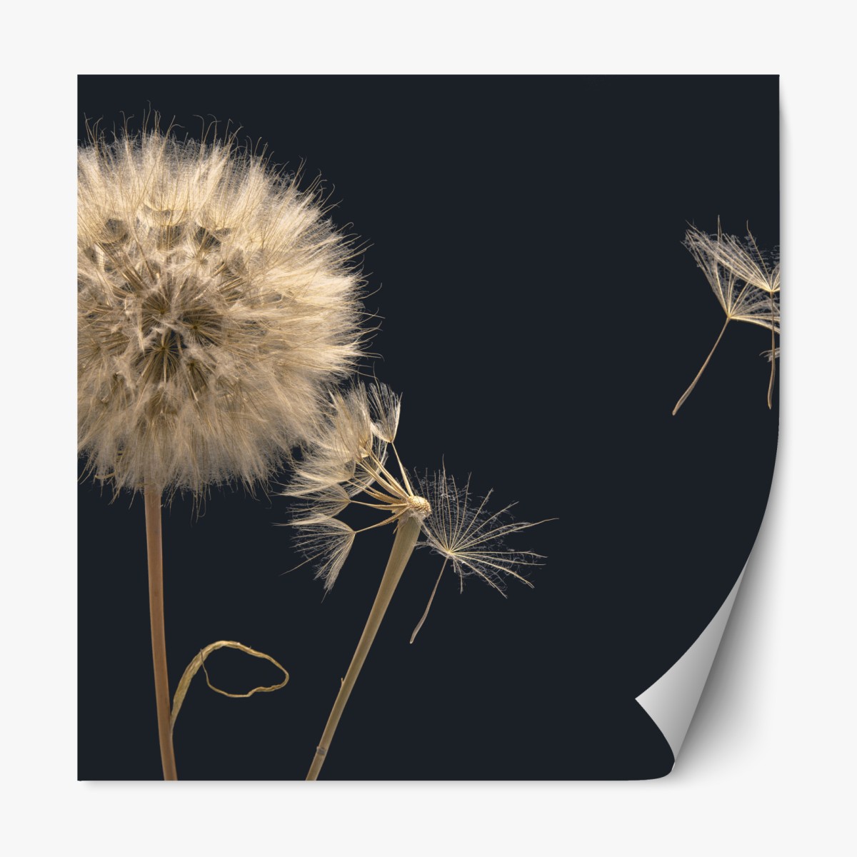 Repositionable sticker delicate dandelion seeds on dark background