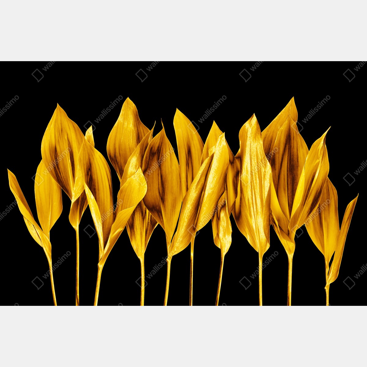 Naklejka repozycjonowalna złote liście na czarnym tle – Wallissimo® Naklejka repozycjonowalna złote liście na czarnym tle – Wallissimo®