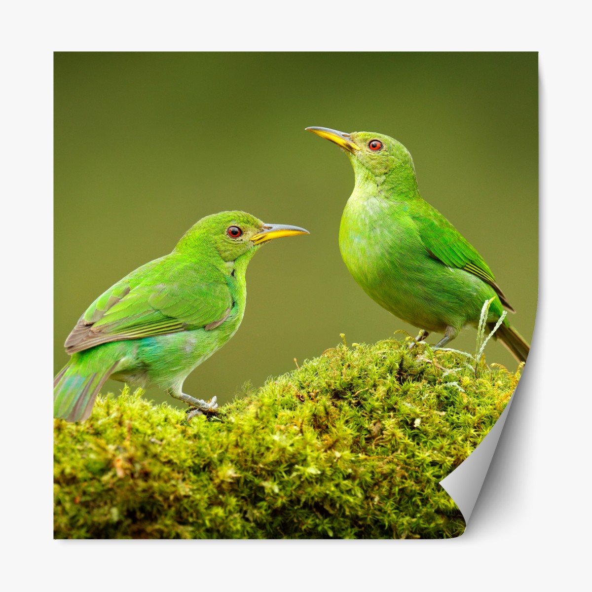 Repositionable sticker vibrant green honeycreepers on moss