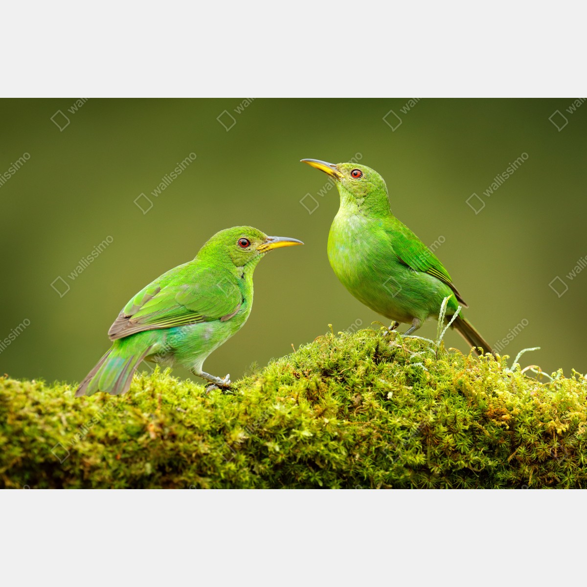 Naklejka repozycjonowalna intensywne zielone miodojady na mchu – Wallissimo® Naklejka repozycjonowalna intensywne zielone miodojady na mchu – Wallissimo®