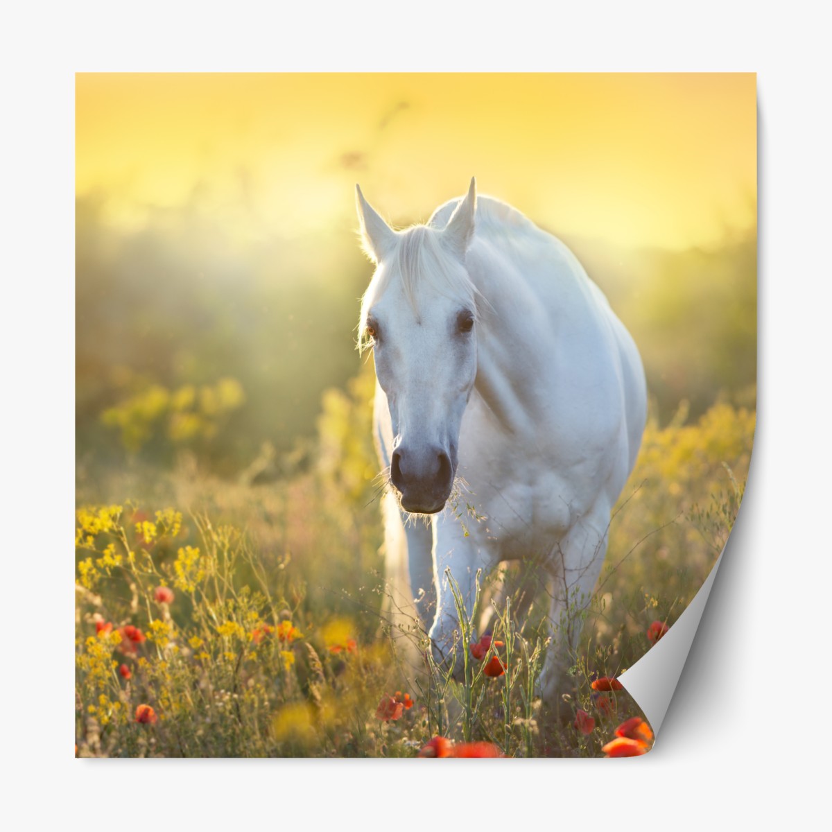 Repositionable sticker white horse in poppy meadow at sunrise