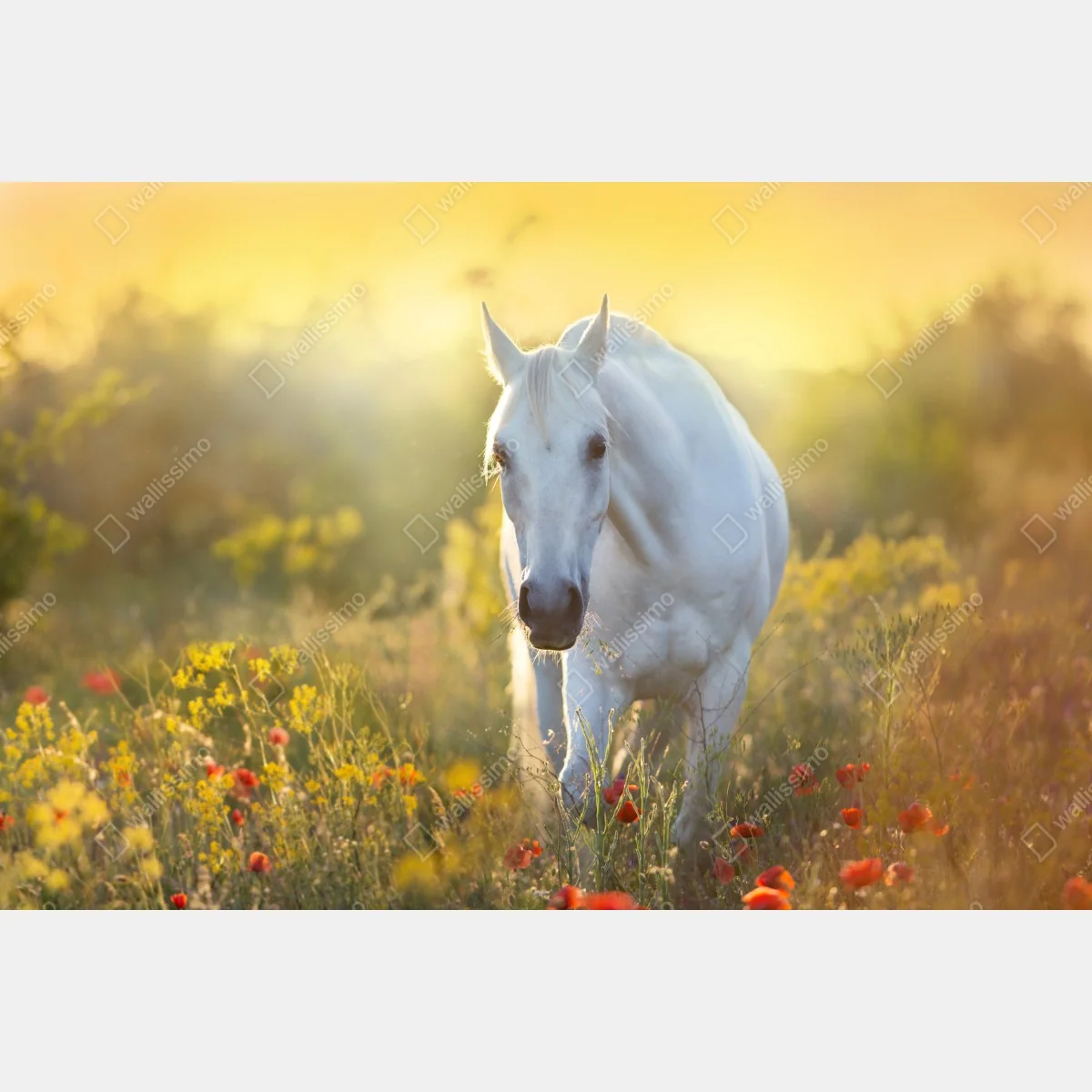 Naklejka repozycjonowalna biały koń na łące maków o wschodzie słońca – Wallissimo® Naklejka repozycjonowalna biały koń na łące maków o wschodzie słońca – Wallissimo®