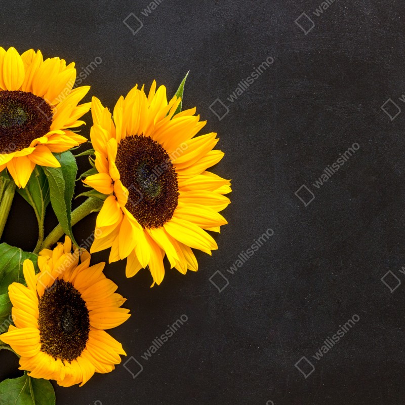 Naklejka repozycjonowalna bukiet słoneczników na czarnym tle – Wallissimo® Naklejka repozycjonowalna bukiet słoneczników na czarnym tle – Wallissimo®