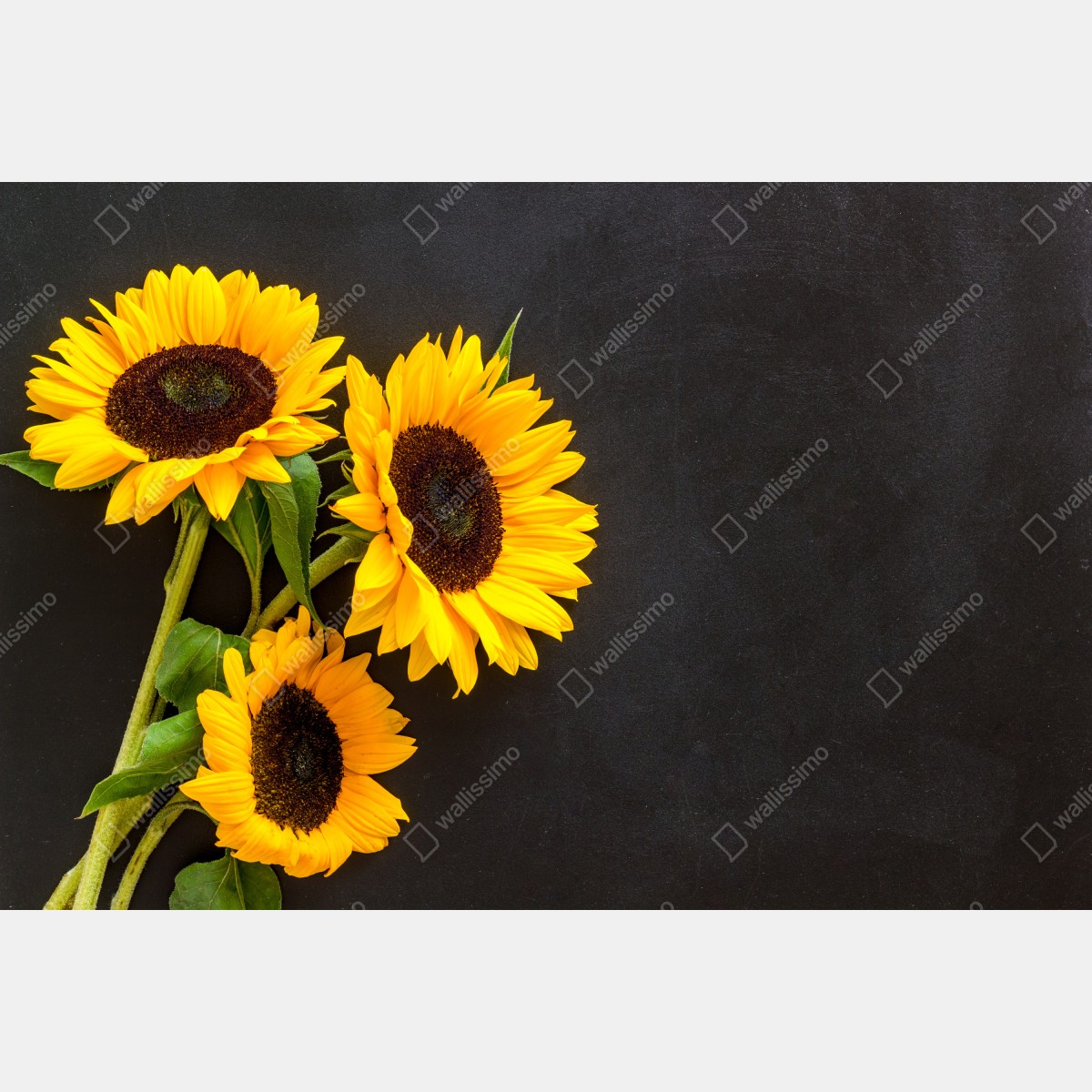 Naklejka repozycjonowalna bukiet słoneczników na czarnym tle – Wallissimo® Naklejka repozycjonowalna bukiet słoneczników na czarnym tle – Wallissimo®