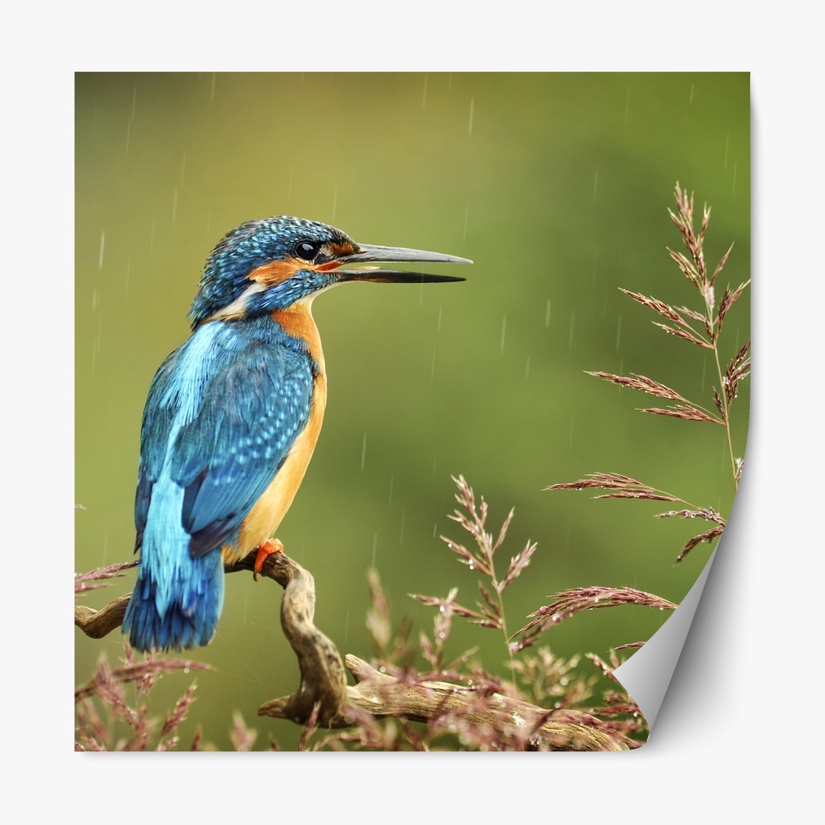 Repositionable sticker vibrant kingfisher in the rain