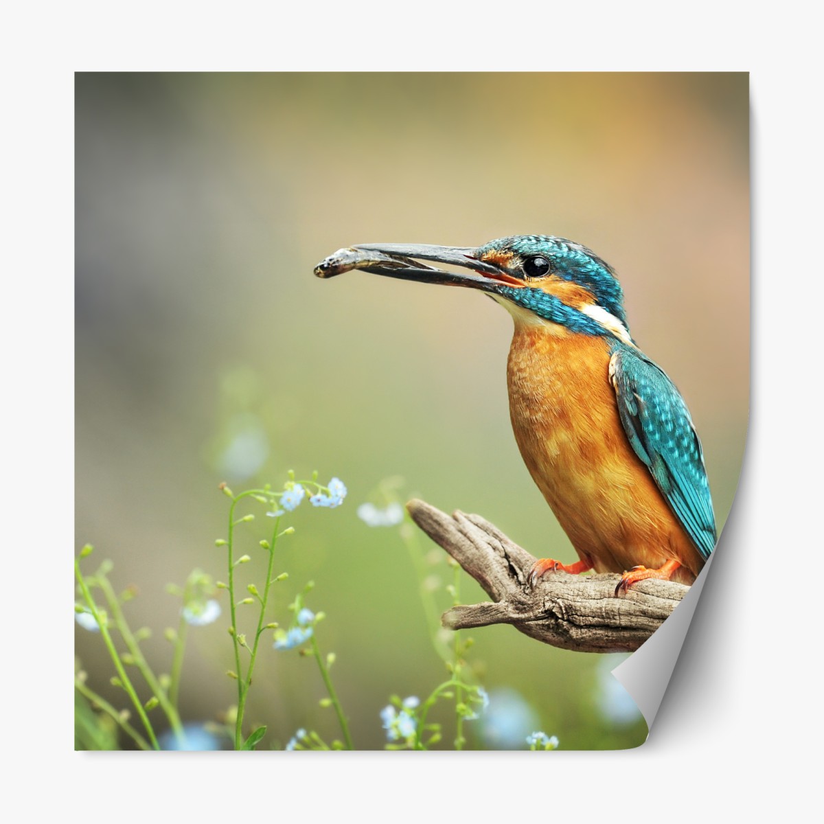 Repositionable sticker kingfisher on branch with fish
