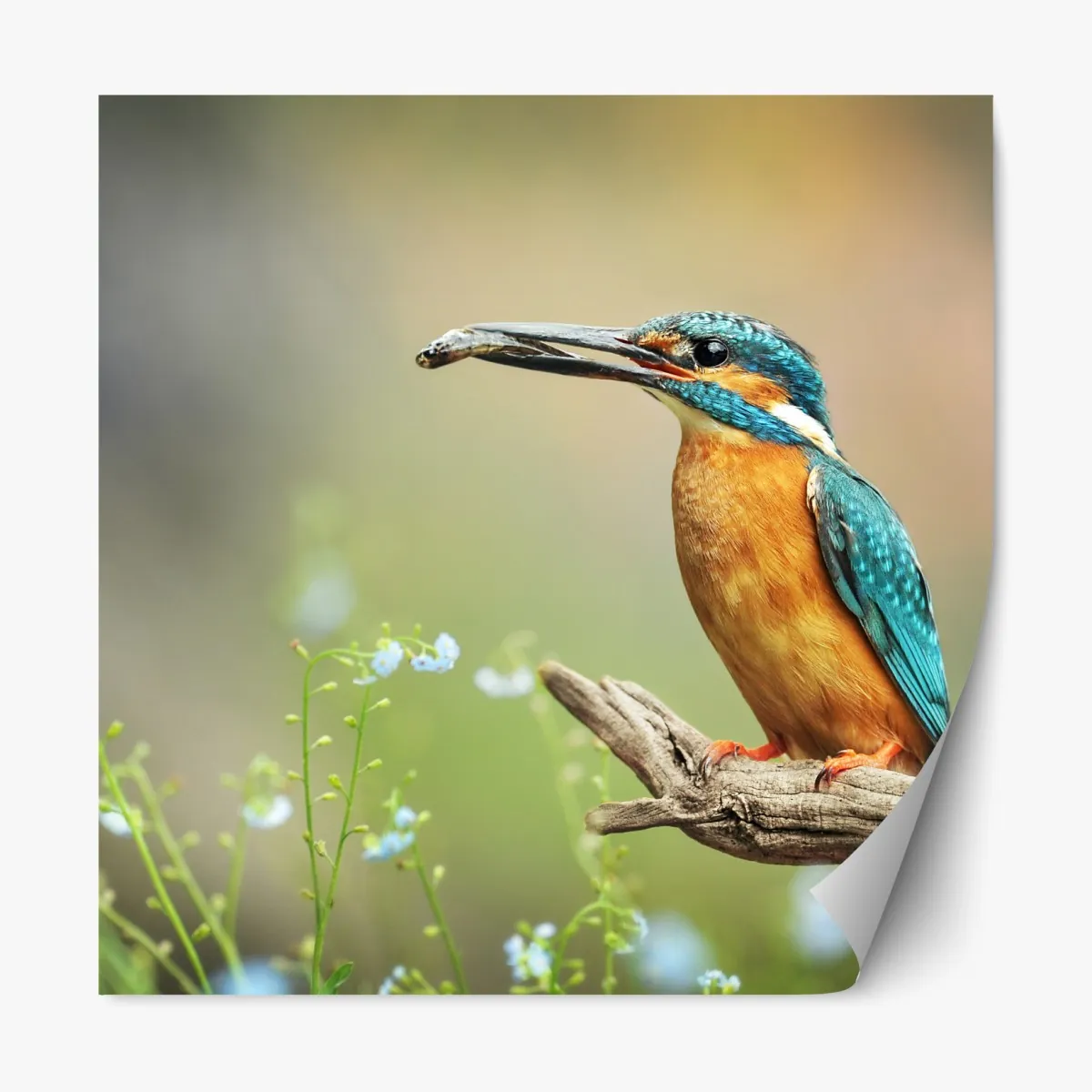 Naklejka repozycjonowalna zimorodek na gałęzi z rybą – Wallissimo® Naklejka repozycjonowalna zimorodek na gałęzi z rybą – Wallissimo®
