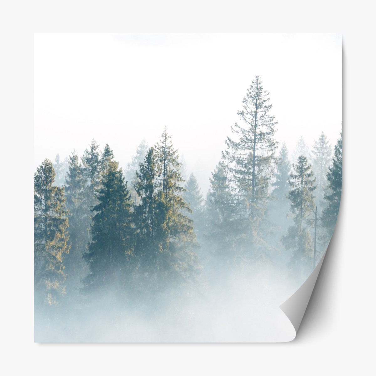 Repositionable sticker misty spruce forest at dawn