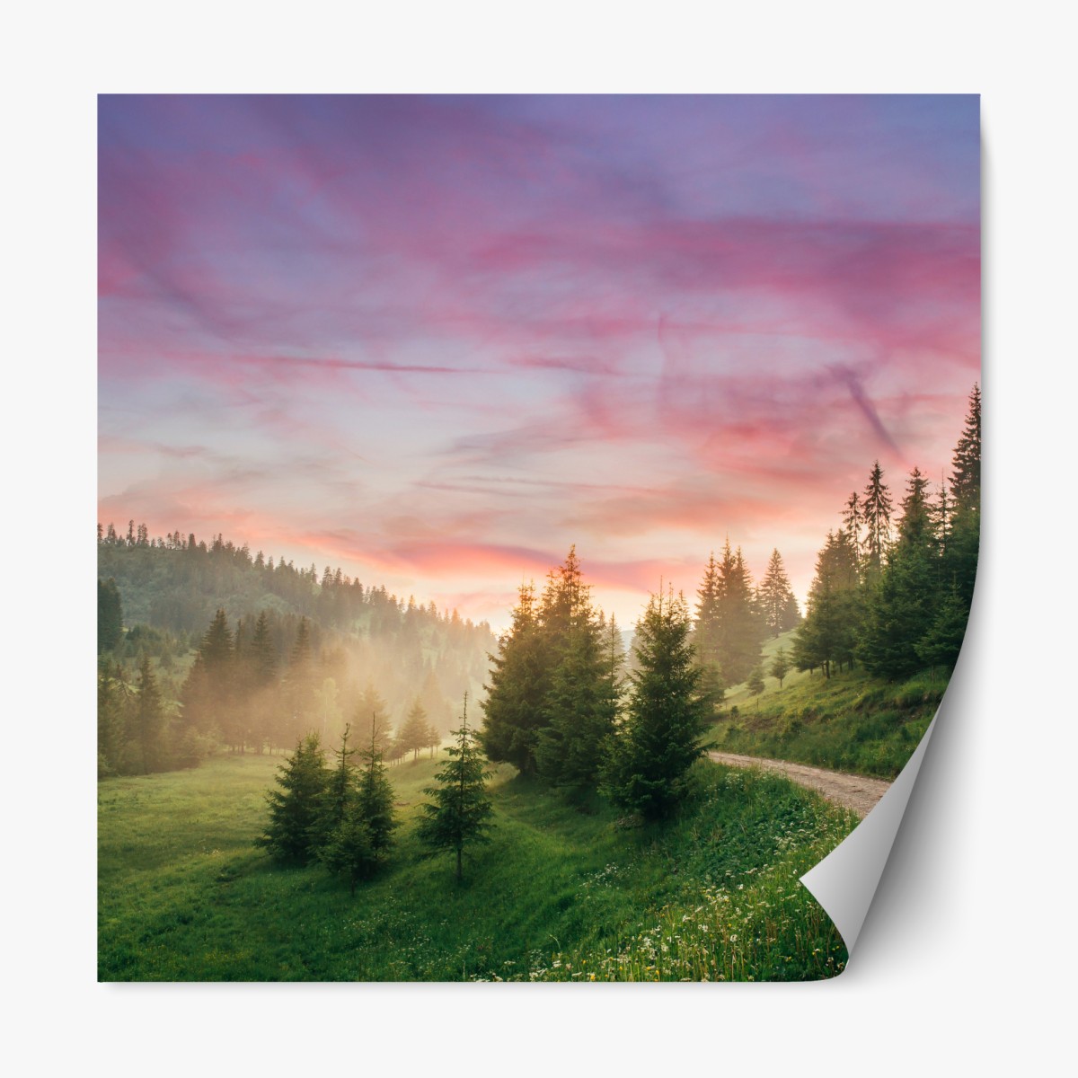 Repositionable sticker misty sunset in the pine forest