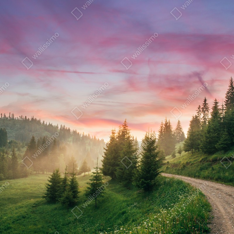 Naklejka repozycjonowalna mglisty zachód słońca w sosnowym lesie – Wallissimo® Naklejka repozycjonowalna mglisty zachód słońca w sosnowym lesie – Wallissimo®