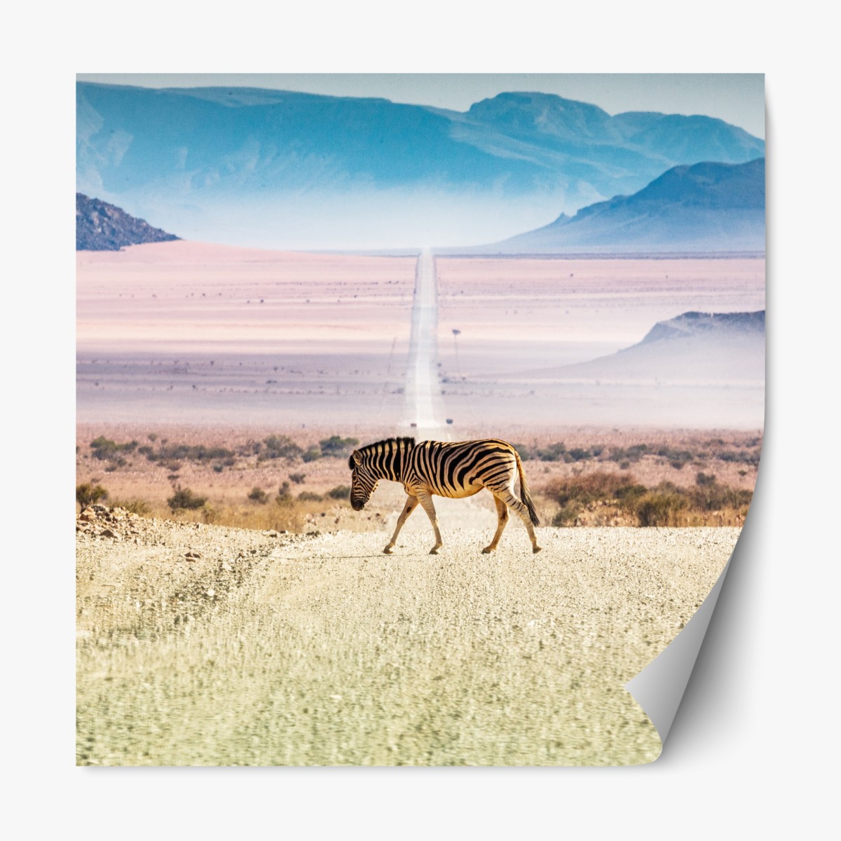 Repositionable sticker zebra crossing the desert road