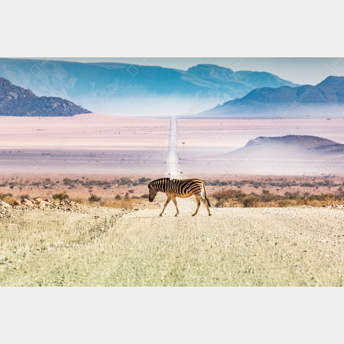 Naklejka repozycjonowalna zebra na pustynnej drodze – Wallissimo® Naklejka repozycjonowalna zebra na pustynnej drodze – Wallissimo®