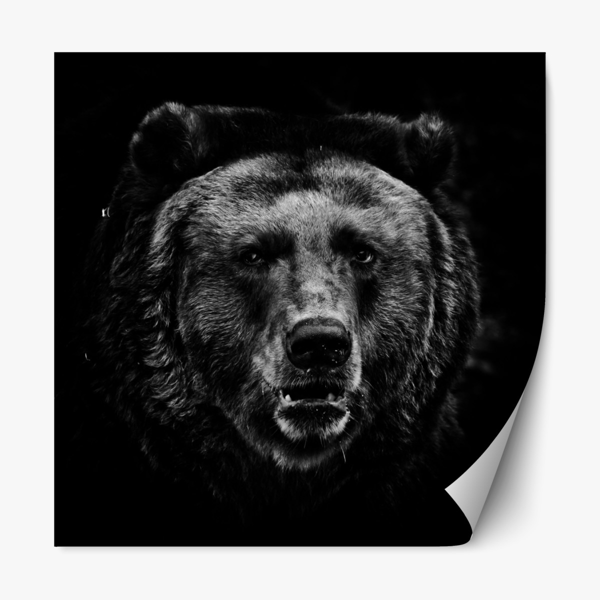 Repositionable sticker moody grizzly bear portrait