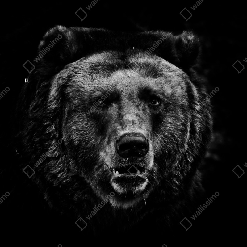 Naklejka repozycjonowalna mroczny portret niedźwiedzia grizzly – Wallissimo® Naklejka repozycjonowalna mroczny portret niedźwiedzia grizzly – Wallissimo®