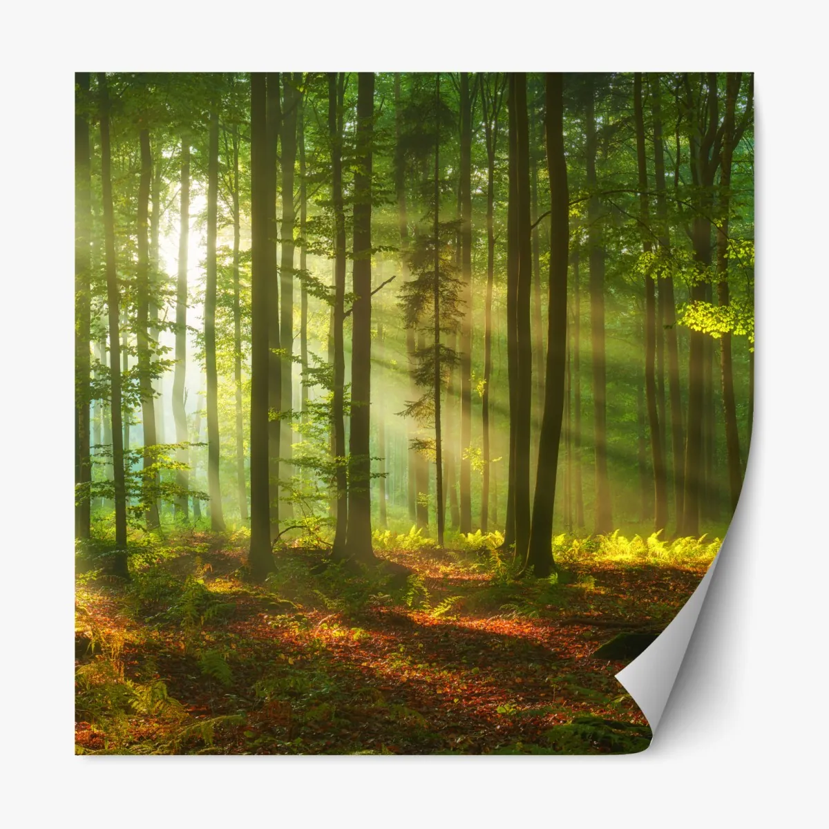 Naklejka repozycjonowalna poranne światło w zielonym lesie – Wallissimo® Naklejka repozycjonowalna poranne światło w zielonym lesie – Wallissimo®