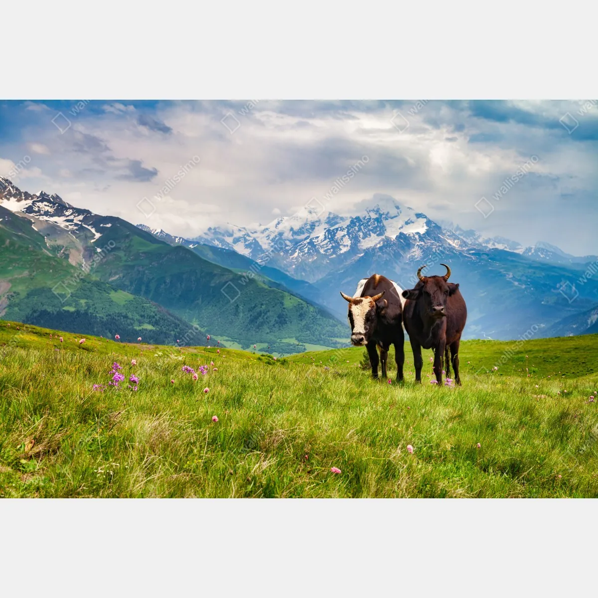 Naklejka repozycjonowalna alpejska łąka z pasącymi się krowami – Wallissimo® Naklejka repozycjonowalna alpejska łąka z pasącymi się krowami – Wallissimo®