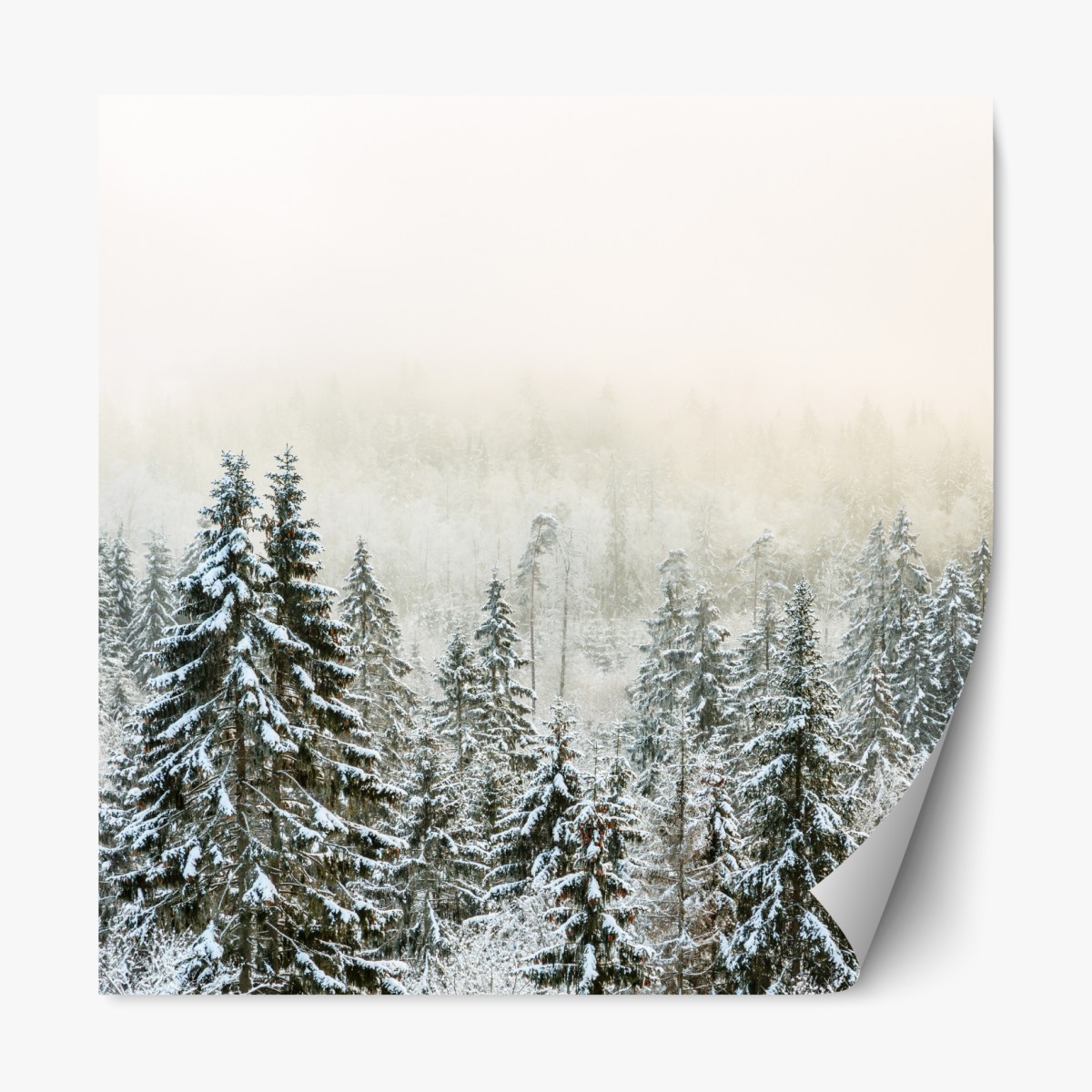 Repositionable sticker winter forest in soft fog