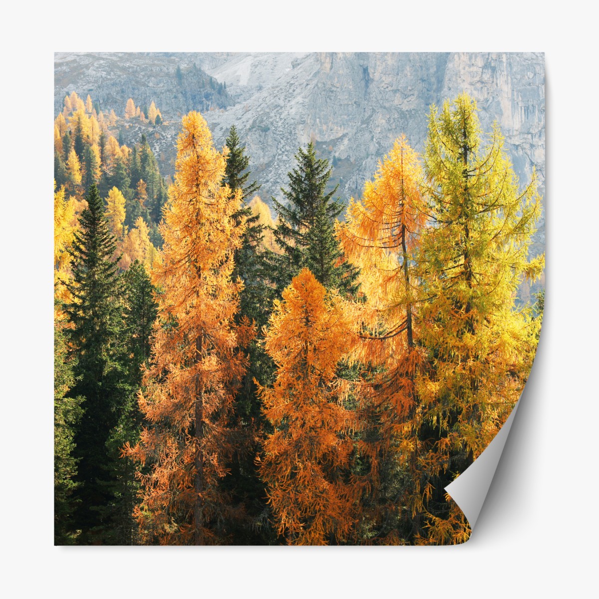 Repositionable sticker golden autumn larch forest
