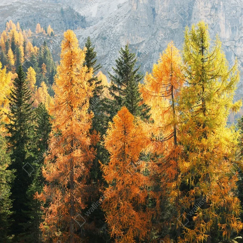 Naklejka repozycjonowalna złoty jesienny las modrzewiowy – Wallissimo® Naklejka repozycjonowalna złoty jesienny las modrzewiowy – Wallissimo®