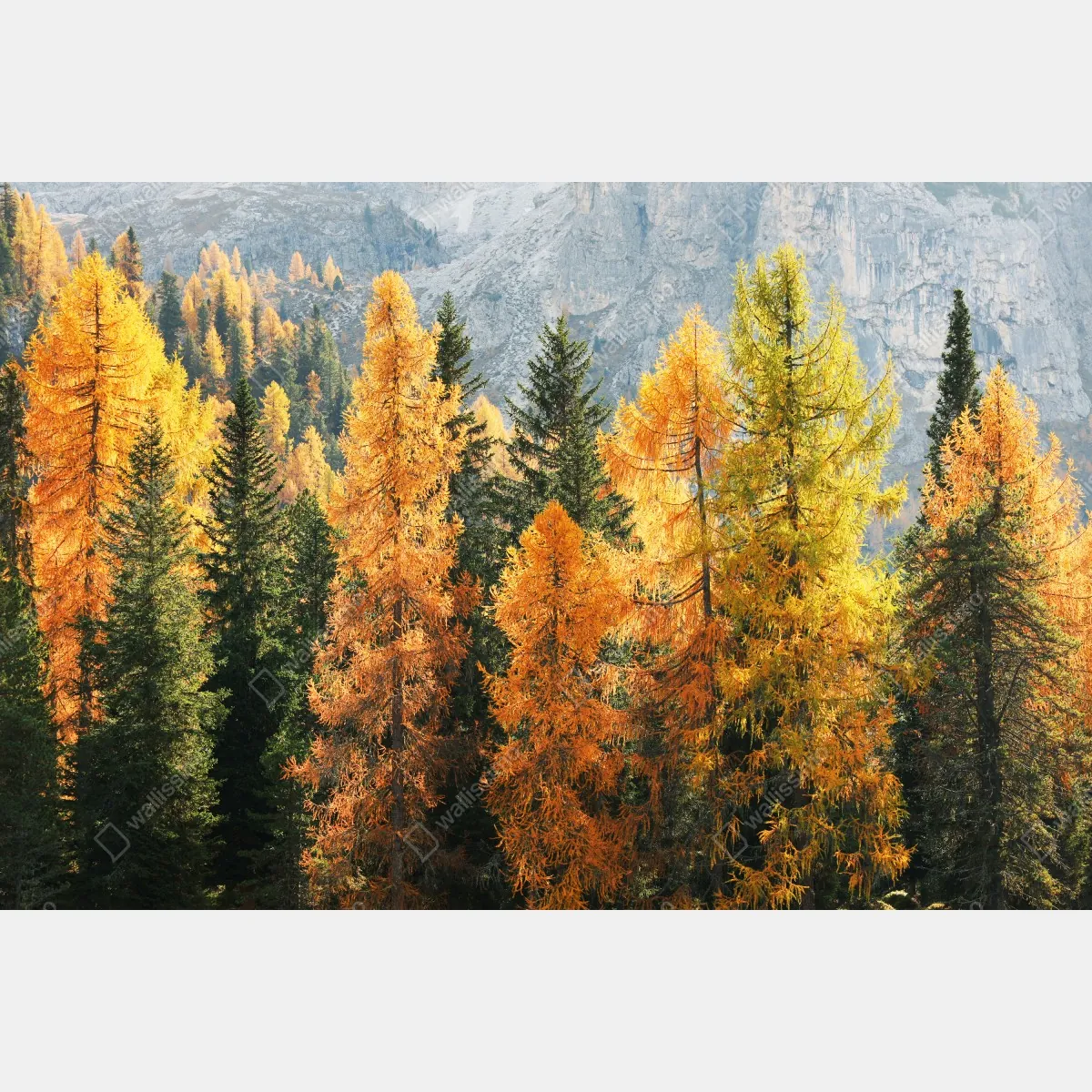 Naklejka repozycjonowalna złoty jesienny las modrzewiowy – Wallissimo® Naklejka repozycjonowalna złoty jesienny las modrzewiowy – Wallissimo®