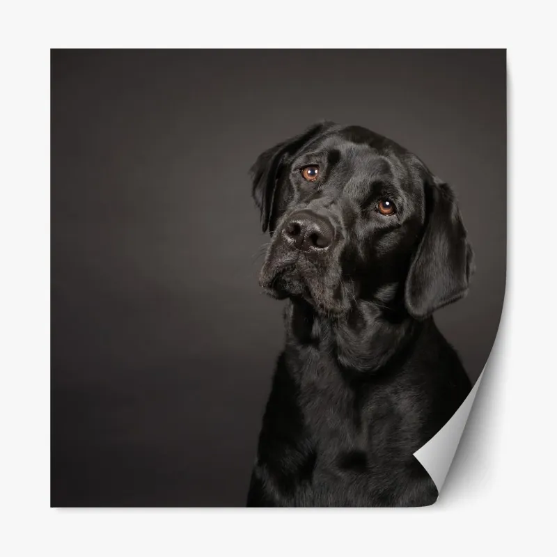 Naklejka repozycjonowalna portret studyjny czarnego labradora