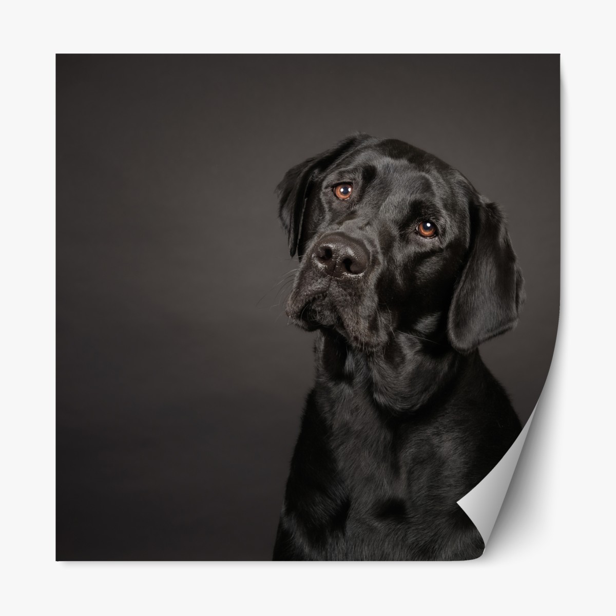 Repositionable sticker black labrador studio portrait