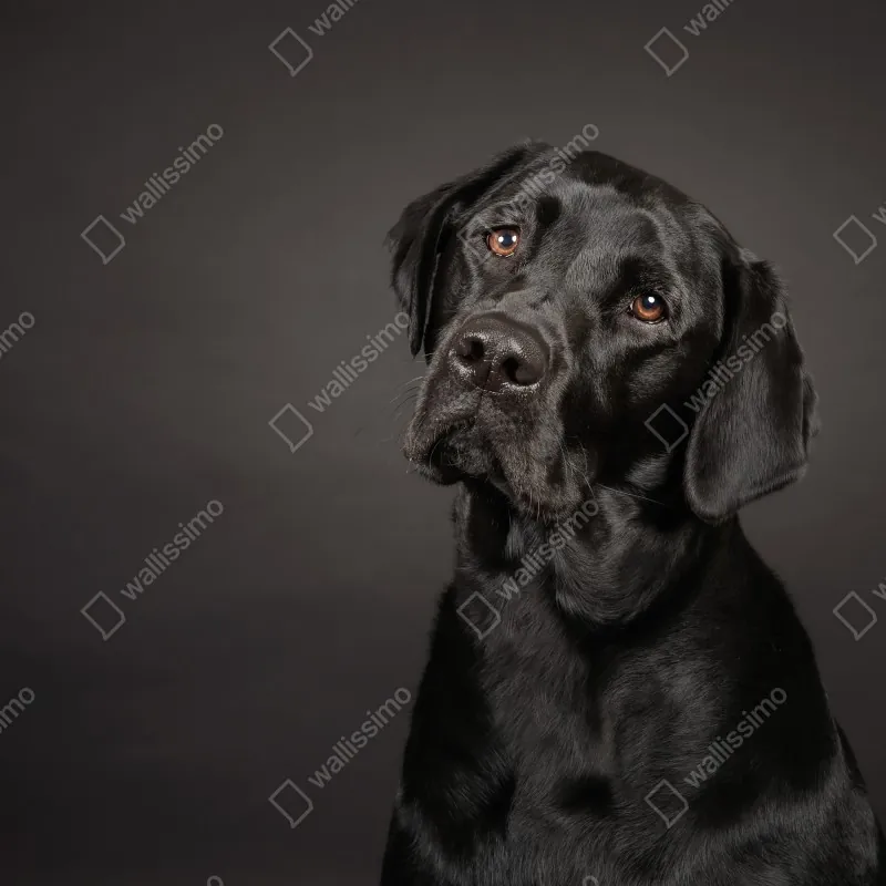 Naklejka repozycjonowalna portret studyjny czarnego labradora – Wallissimo® Naklejka repozycjonowalna portret studyjny czarnego labradora – Wallissimo®