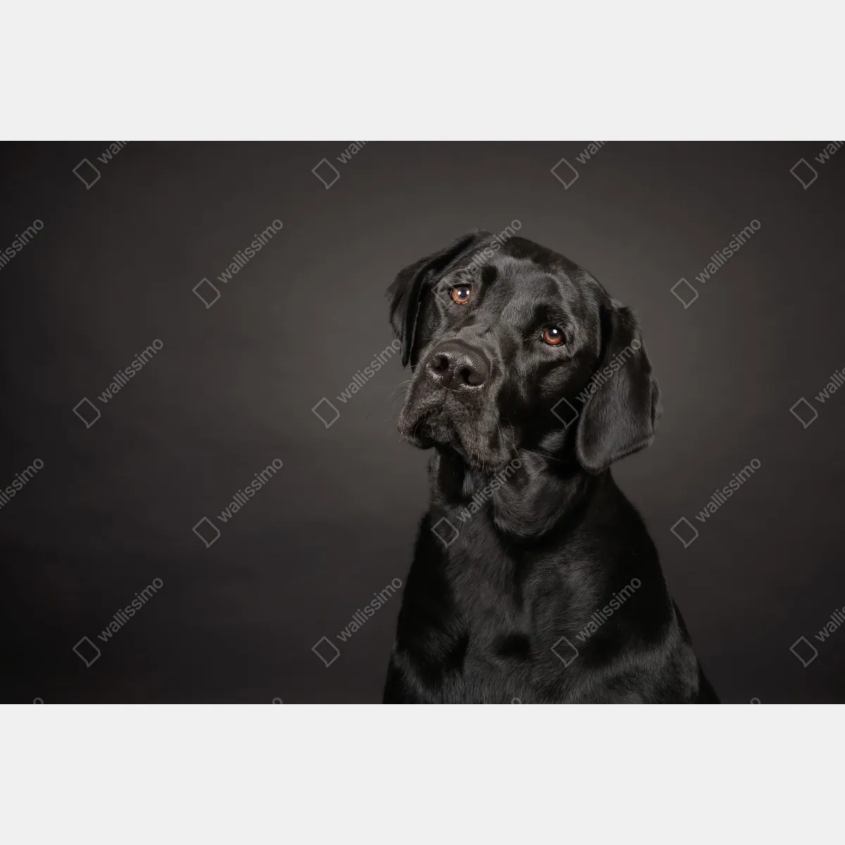 Naklejka repozycjonowalna portret studyjny czarnego labradora – Wallissimo® Naklejka repozycjonowalna portret studyjny czarnego labradora – Wallissimo®