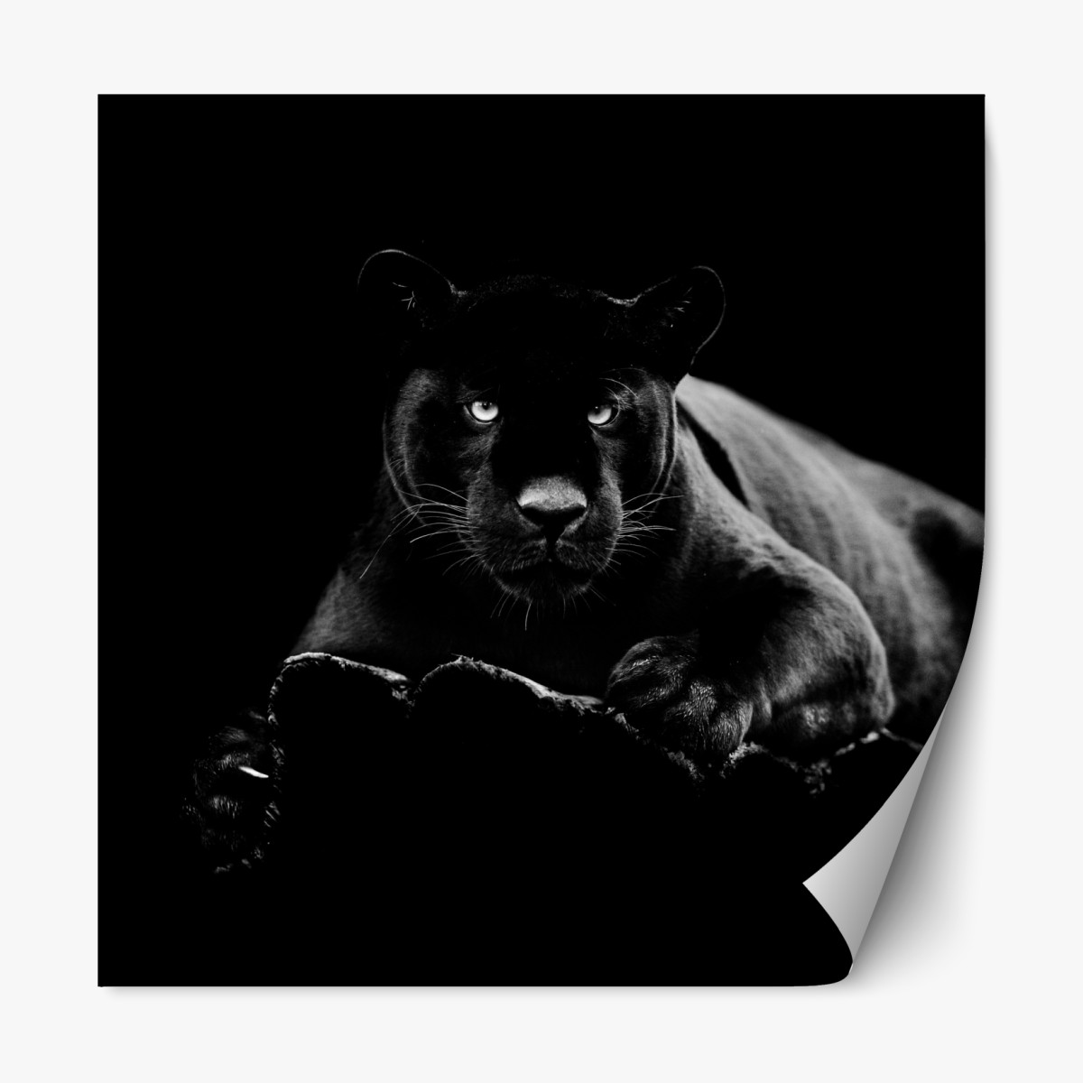 Repositionable sticker majestic black panther portrait