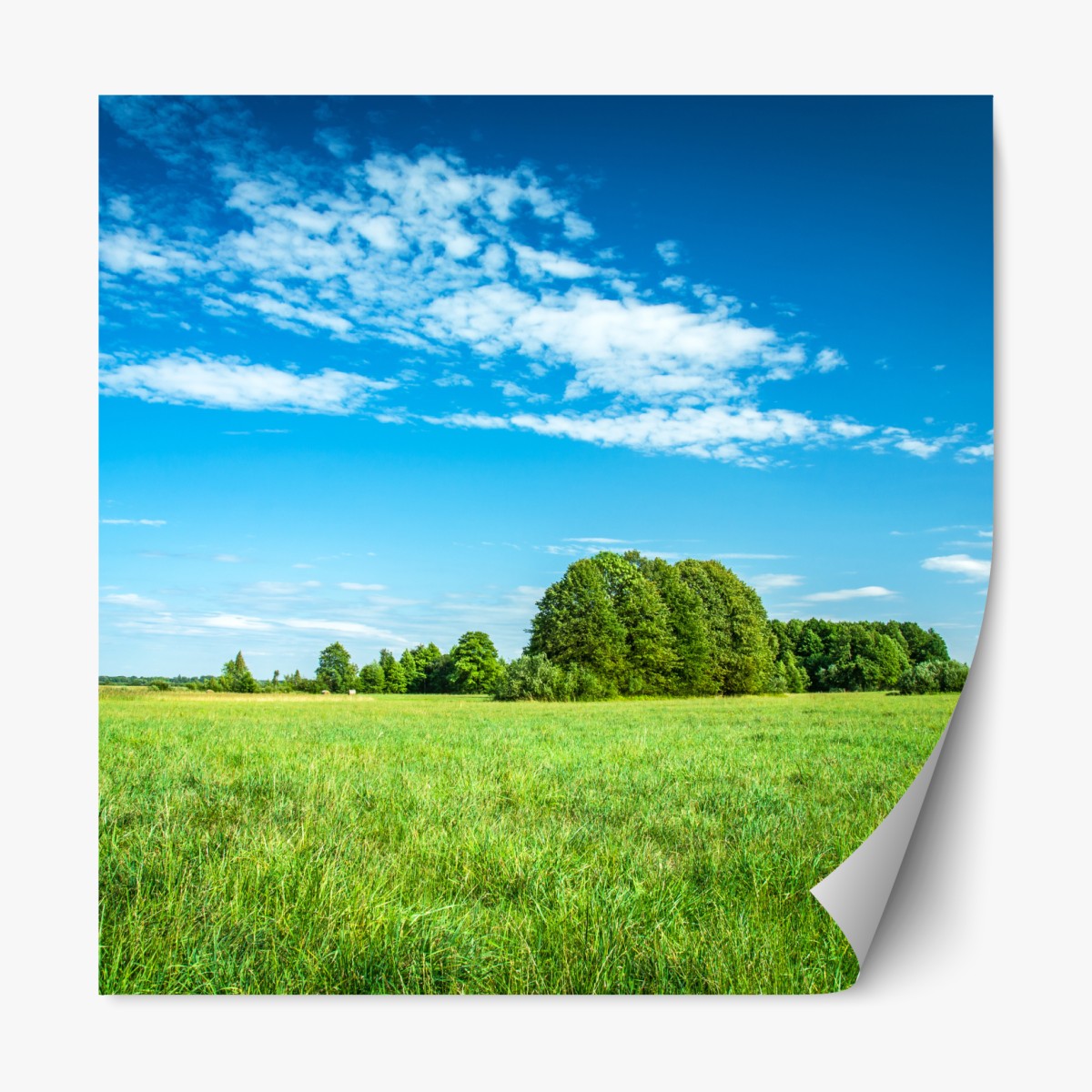 Repositionable sticker sunlit green meadow under a blue sky