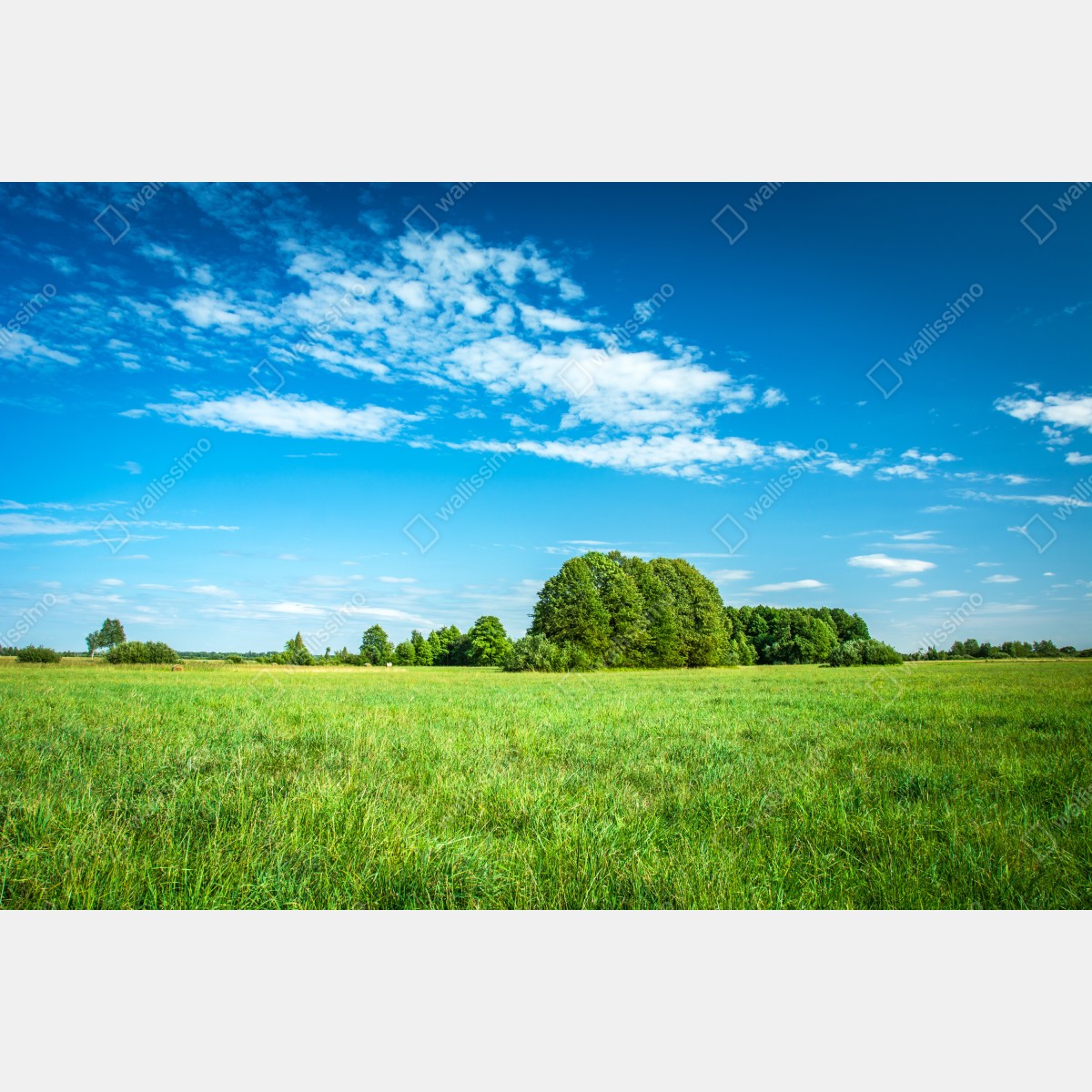 Naklejka repozycjonowalna słoneczna zielona łąka pod niebieskim niebem – Wallissimo® Naklejka repozycjonowalna słoneczna zielona łąka pod niebieskim niebem – Wallissimo®
