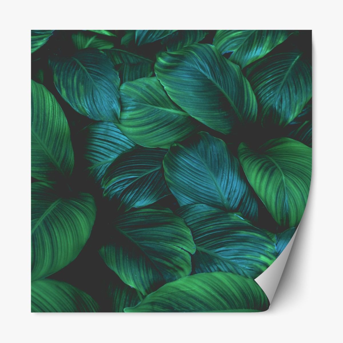 Repositionable sticker lush tropical leaves art