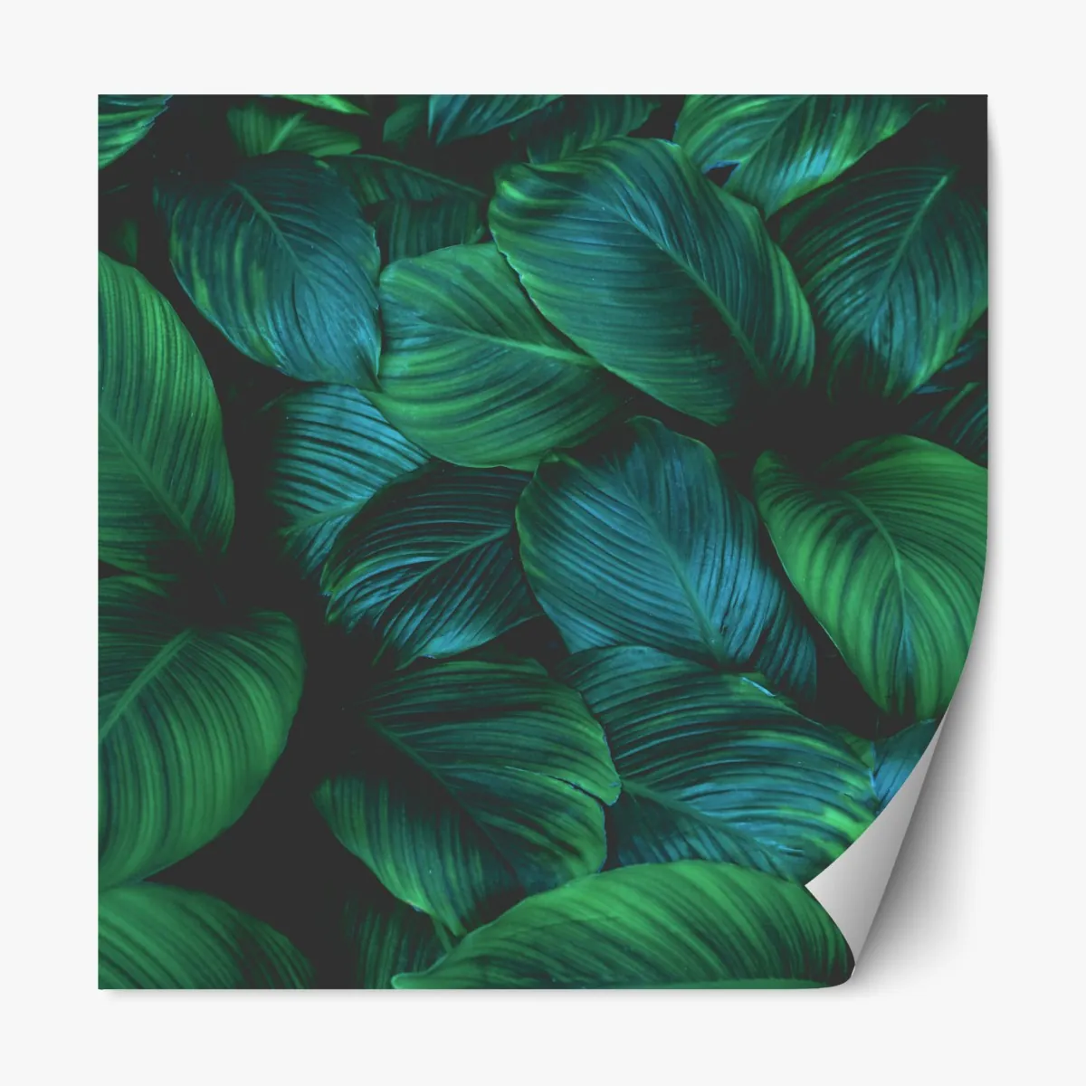 Naklejka repozycjonowalna bujne tropikalne liście – Wallissimo® Naklejka repozycjonowalna bujne tropikalne liście – Wallissimo®