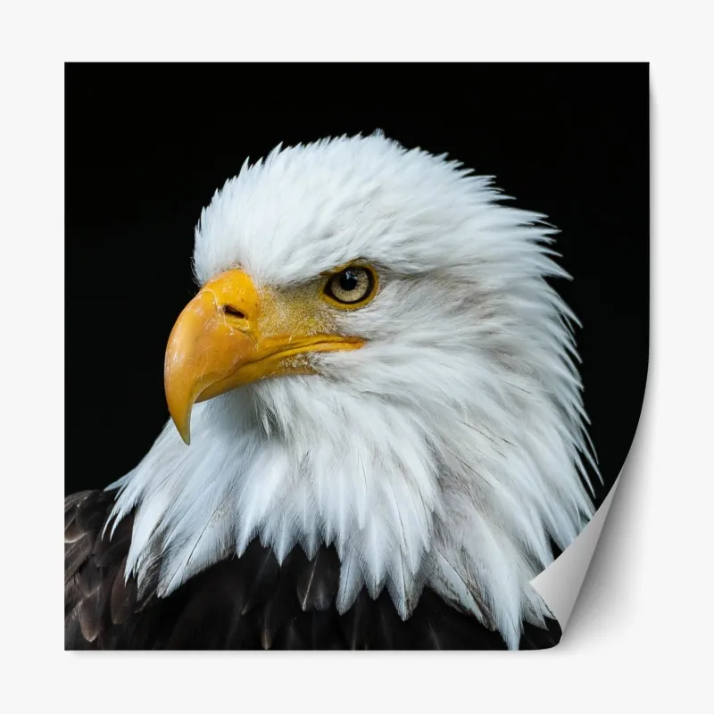 Naklejka repozycjonowalna majestatyczny portret bielika