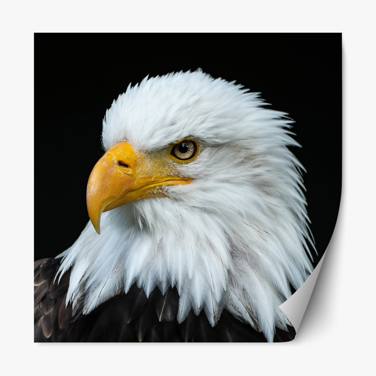Repositionable sticker majestic bald eagle portrait