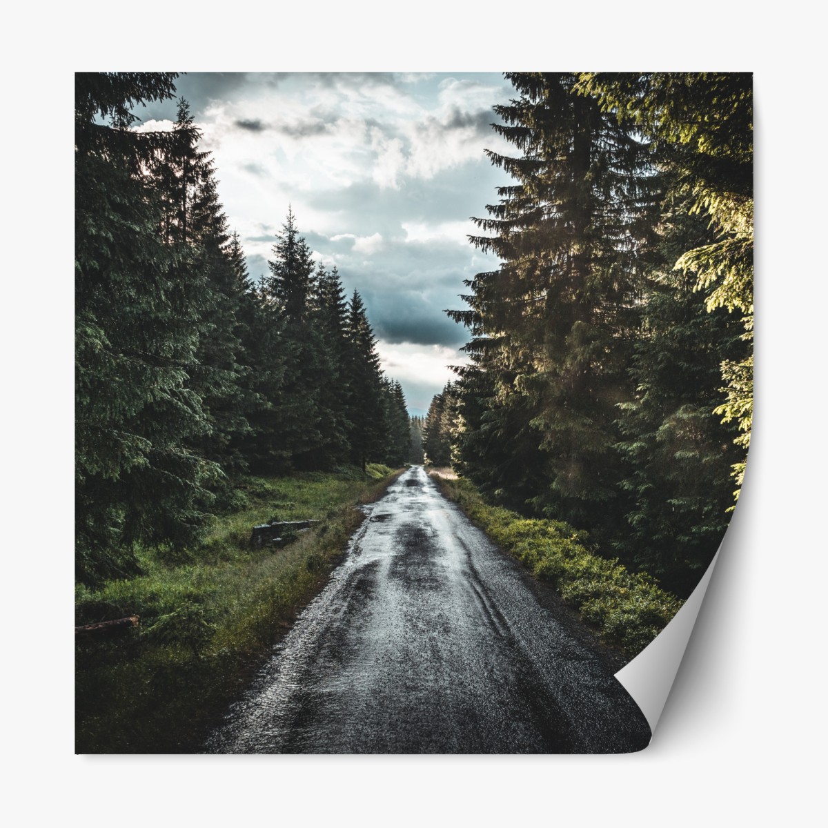 Repositionable sticker forest road through misty pines