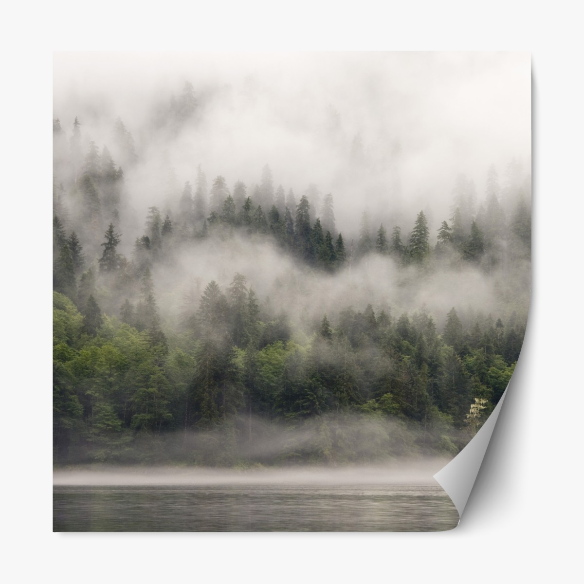 Repositionable sticker misty coastal forest, British Columbia