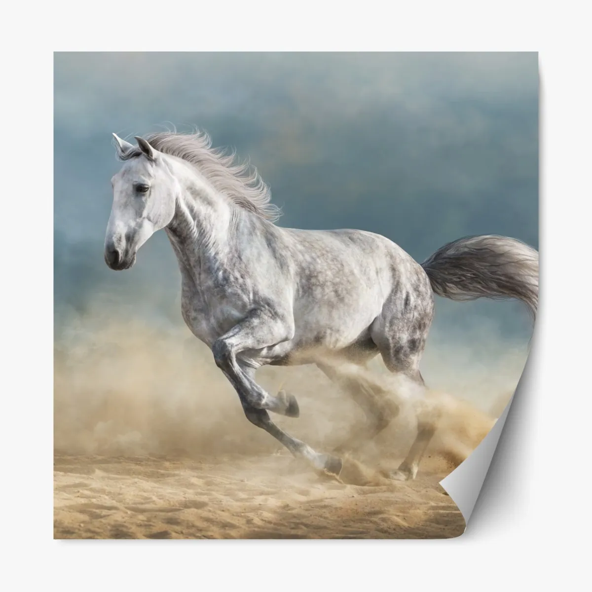 Naklejka repozycjonowalna majestatyczny siwy koń galopujący po piasku – Wallissimo® Naklejka repozycjonowalna majestatyczny siwy koń galopujący po piasku – Wallissimo®